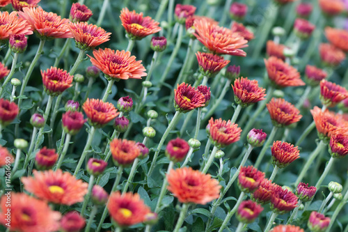 Field red chrysanthemums floral background. Many colorful mums flowers close-up photo. Selective focus © besjunior