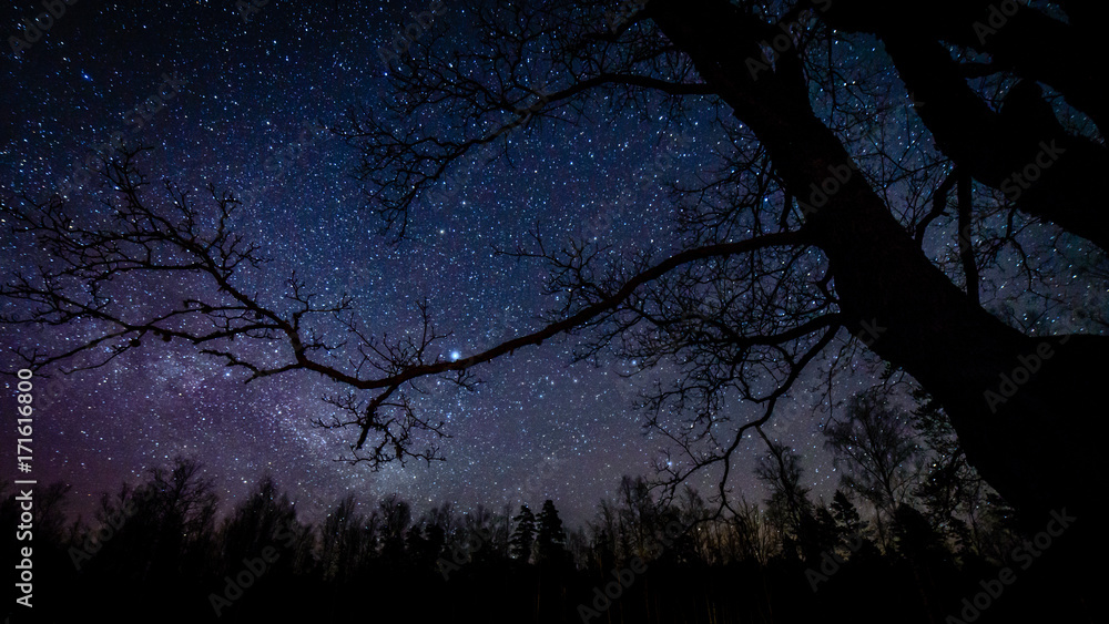 colorful milky way galaxy seen in night sky through black trees
