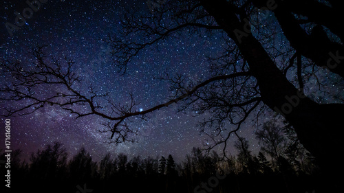Canvas Print colorful milky way galaxy seen in night sky through black trees