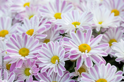 Violet chrysanthemums floral background. Colorful white pink yellow mums flowers close-up photo. Selective focus