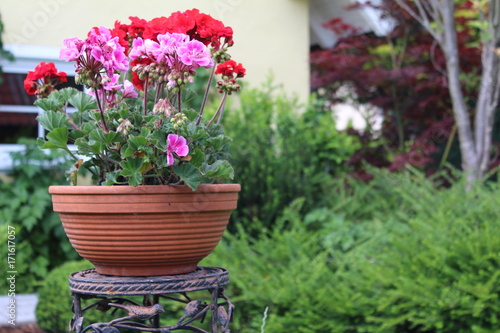 Fototapeta Naklejka Na Ścianę i Meble -  Geranien im Topf