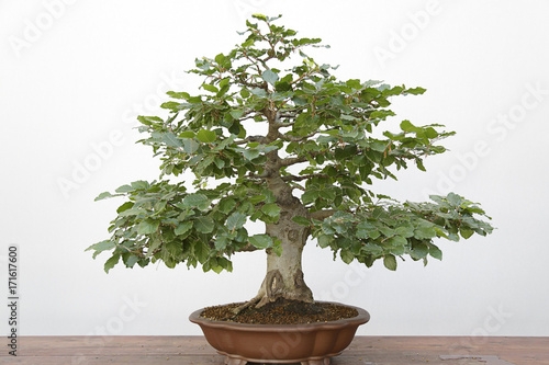 European or Common Beech (Fagus sylvatica) bonsai on a wooden table and white background