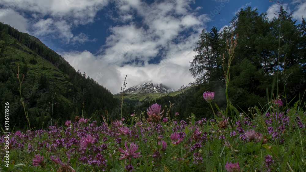 Obraz premium Flower field
