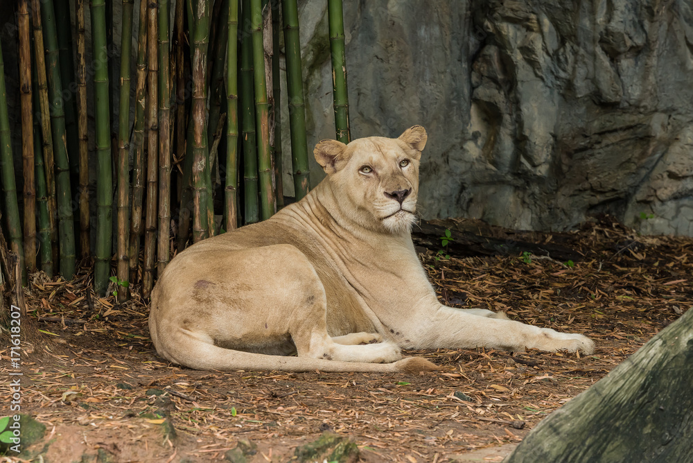 Fototapeta premium A white lion is resting under the bamboo trees.