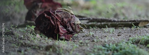 Φωτογραφία Rote Rose Verwelkt