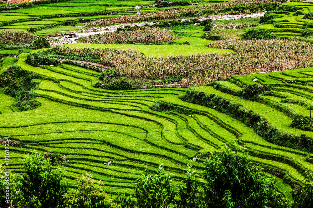 green paddy fields around Ma Tra village in the summer, Sa Pa, Vietnam