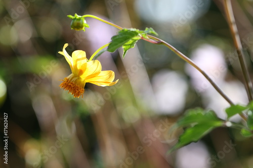 Fototapeta Naklejka Na Ścianę i Meble -  dahlia