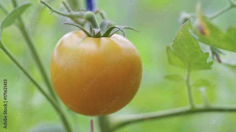 ripe yellow tomatoes on a branch among the leaves, the first summer harvest ripe yellow tomatoes on a branch among the leaves, the first summer harvest