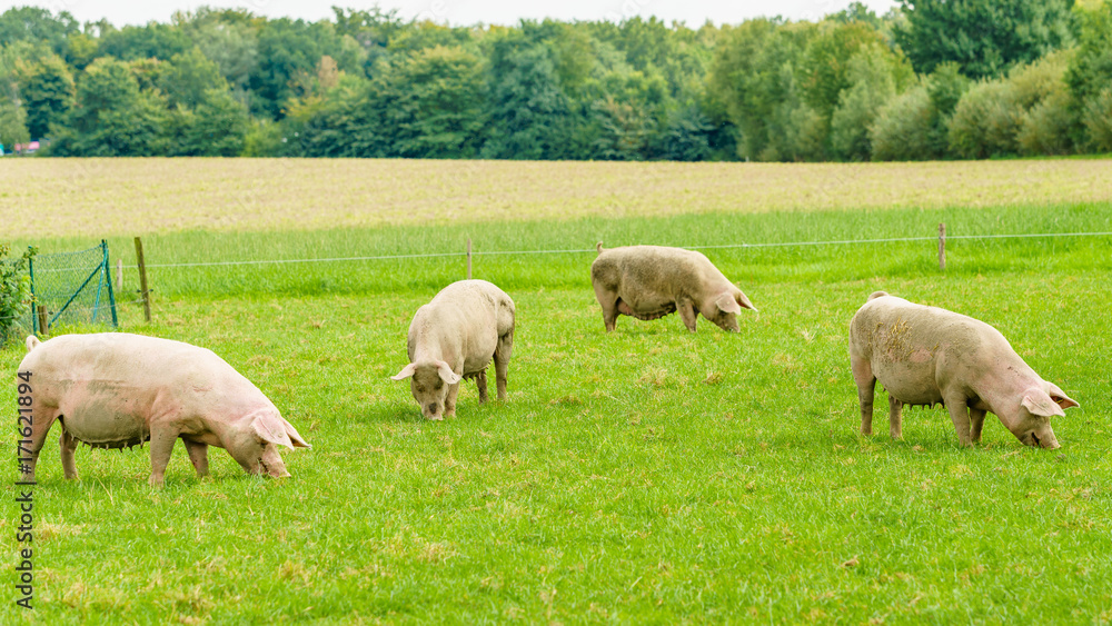 Pigs graze on farm. Pig on green field Pigs graze on farm. Pig on green field