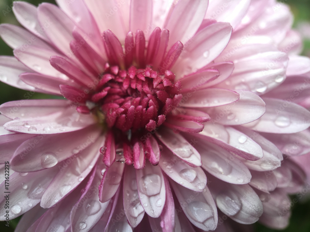 Dew drops on a pink flower Dew drops on a pink flower