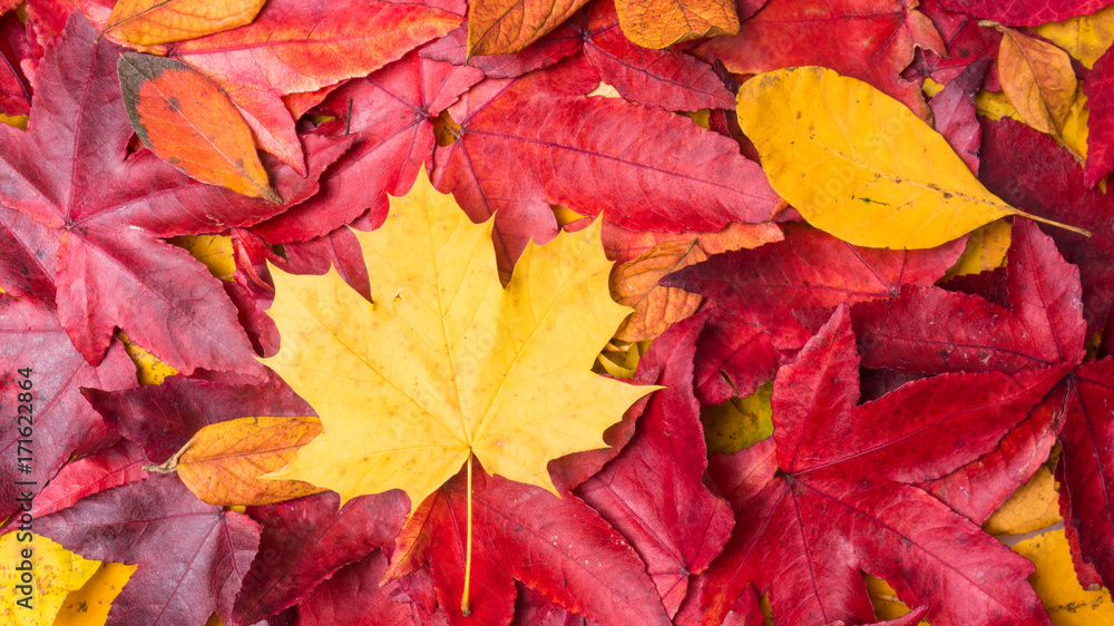 Autumn Leaves Background. Colorful autumn leaves Autumn Leaves Background. Colorful autumn leaves