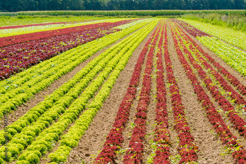 Organic Salad  On Farm.  Field of lettuce. field of fresh and tasty salad. lettuce plantation