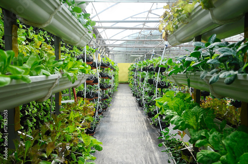 Vegetables are grown using fertigation system. Vegetables can be planted in a small space and arranged vertically. Using less soil and water mixed with fertilizer supplied by drip irrigation. photo