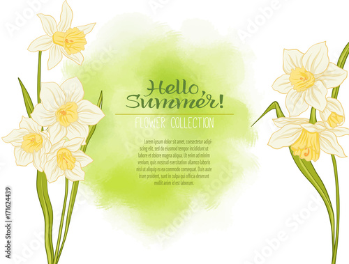 A narcissus flower on a green watercolor background. The flowers