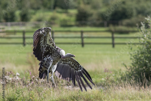 Vulture taking off from farmland. Ruppells griffon vulture (Gyps rueppelli). photo