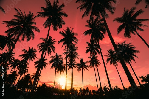 Silhouette Coconut Palm trees on tropical beach with colourful sunset sky in twilight time at Phuket province  Southern of Thailand.