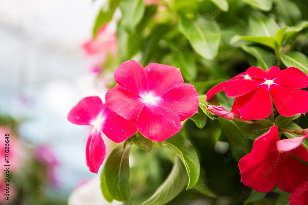 Catharanthus roseus Catharanthus roseus