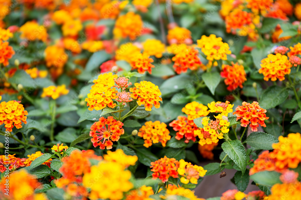 Lantana Camara Lantana Camara