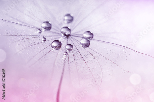Dandelion with water drops in shades of pink.