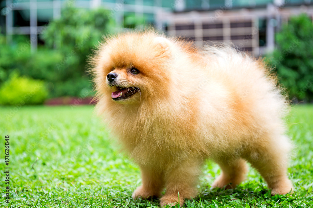 Pomeranian dog in a green garden in garden field Pomeranian dog in a green garden in garden field