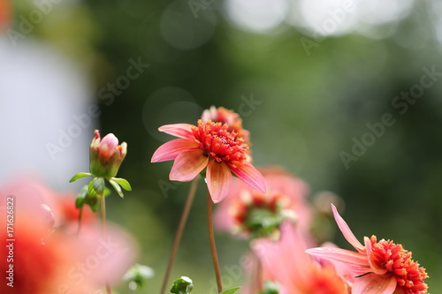 Fototapeta Naklejka Na Ścianę i Meble -  dahlia