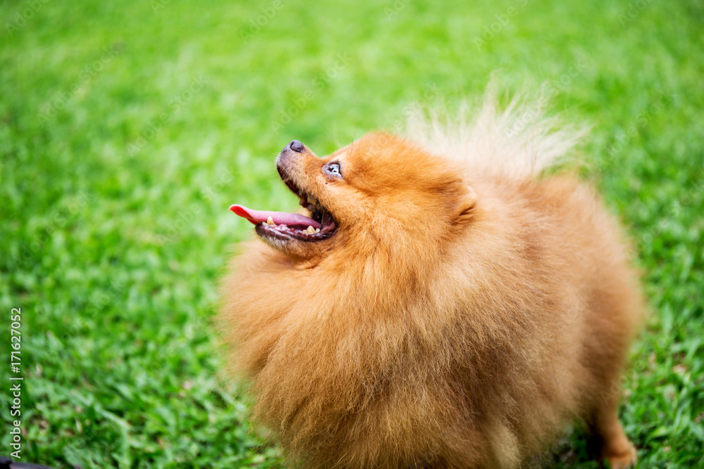 Pomeranian dog in a green garden in garden field Pomeranian dog in a green garden in garden field