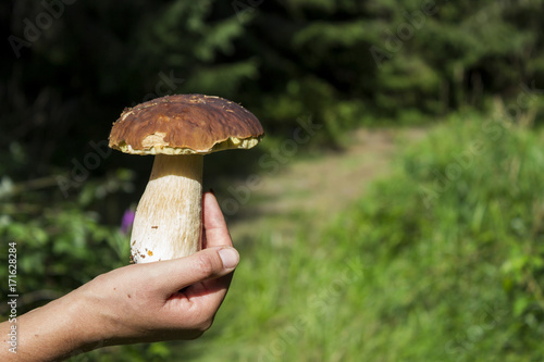 White mushroom in a hand on a background of trees. The food in the forest, porcini