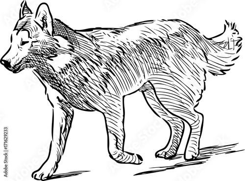 sketch of a husky dog on a walk