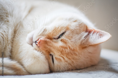 Fototapeta Naklejka Na Ścianę i Meble -  Lazy cat relaxing