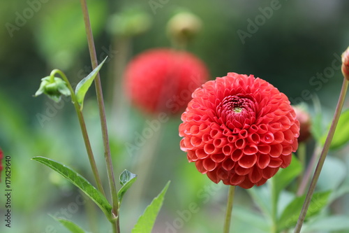 Fototapeta Naklejka Na Ścianę i Meble -  dahlia