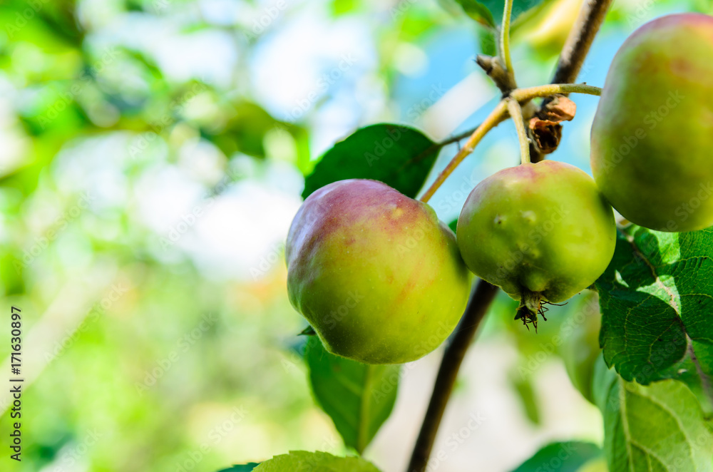 Apples on a branch of apple tree