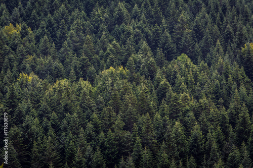 coniferous forest. background or texture
