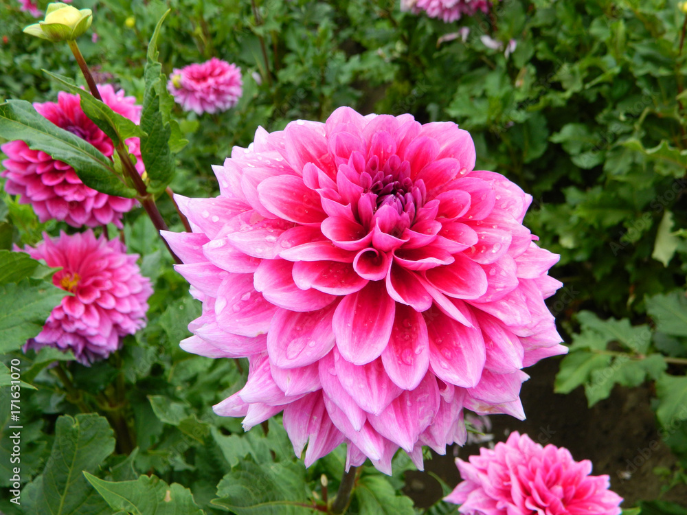 Hot Pink Dahlia Garden Hot Pink Dahlia Garden