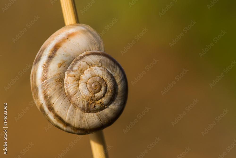 A Snail Resting On a Plant Surrounded by Beautiful Warm Colors A Snail Resting On a Plant Surrounded by Beautiful Warm Colors