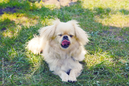 Cute Pekingese Dog relaxing on the warm sunny day. White pekingese in autumn garden. Pekinese dog reasting in nature.	
