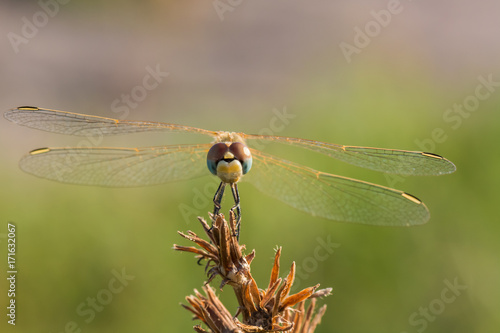A Beautiful Dragonfly Resting on a Plant in Late Summer © LiviuConstantin
