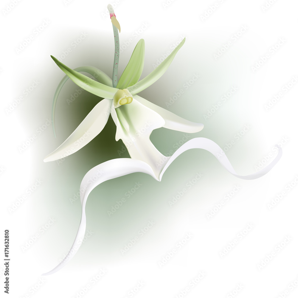 Ghost Orchid. 
Hand drawn vector illustration of  Dendrophylax lindenii, an endangered tropical orchid.