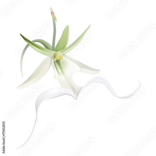 Ghost Orchid. 
Hand drawn vector illustration of  Dendrophylax lindenii, an endangered tropical orchid on transparent background.