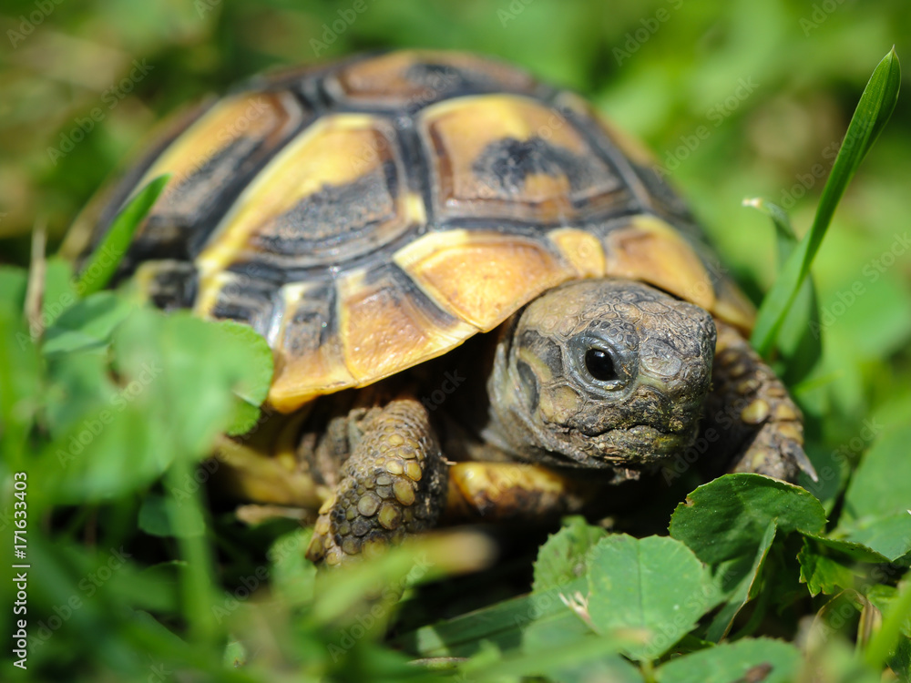 Young tortoise wandering throuph the green grass Young tortoise wandering throuph the green grass