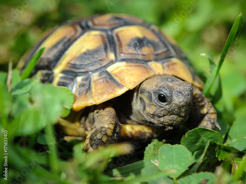 Young tortoise wandering throuph the green grass