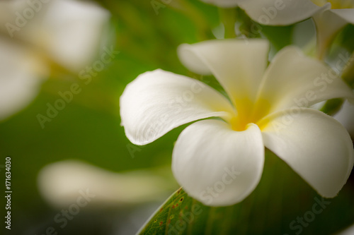 White Plumeria Thai flower  selective focus