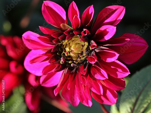 Fototapeta Naklejka Na Ścianę i Meble -  Purpurfarbene Dahlienblüte mit Spinnweben
