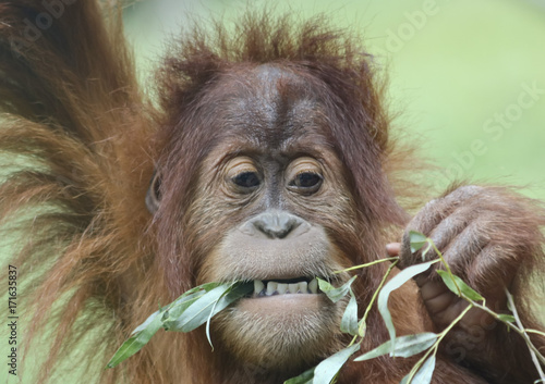 A Close Portrait of a Young Orangutan Eating Leaves photo