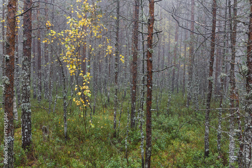 Fototapeta Naklejka Na Ścianę i Meble -  Mysterious Foggy Pine forest with Yellow Leaves