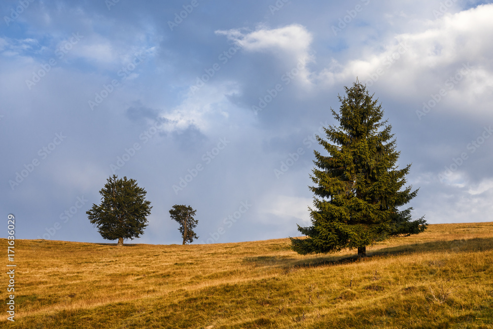 Lonely trees in the meadow.Last rays of he sun. Lonely trees in the meadow.Last rays of he sun.