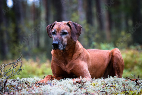 Rhodesian Ridgeback Hündin photo