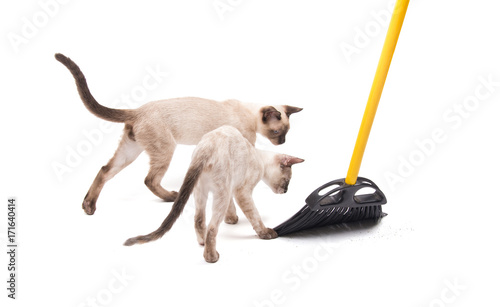 Two kittens helping with sweeping the floor, on white