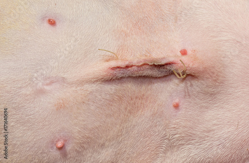 Fotografie Closeup of a sutured incision on a young cat's abdomen a day after spay surgery,