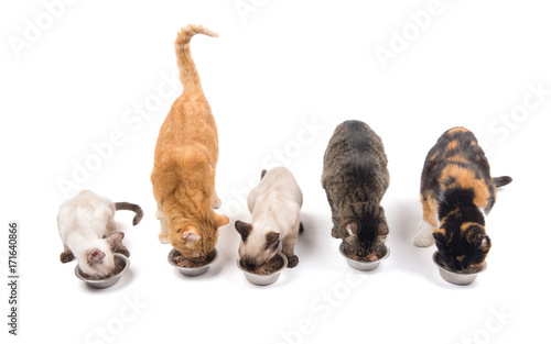 Fototapeta Naklejka Na Ścianę i Meble -  Three adult cats and two kittens eating out of metal bowls, on white background