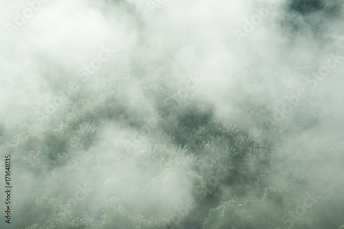 palm farm with mist at morning